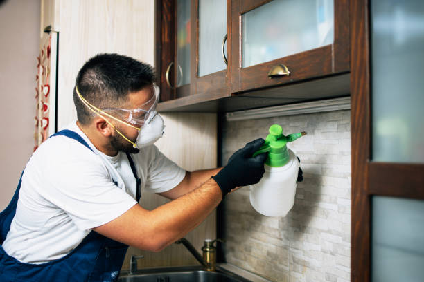 Best Spider Control Near Me  in Pittsfield, IL