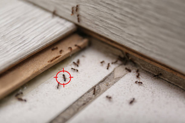 Best Termite Control Services  in Pittsfield, IL